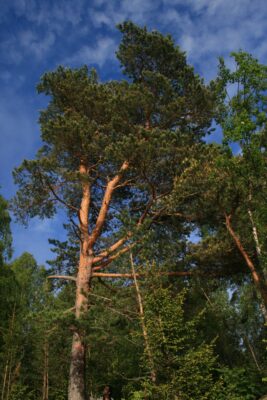 National Tree of Scotland - Scots pine