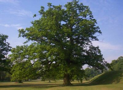 National tree of Wales