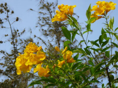State flower of Goiás