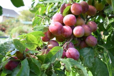 National Fruit of Wales -Denbigh plum