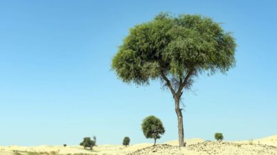 State tree of Emirate of Fujairah