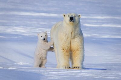National Animal of Svalbard - Polar bear