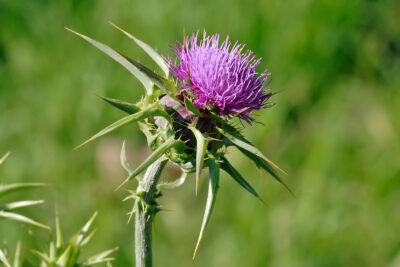 National flower of Scotland - Thistle