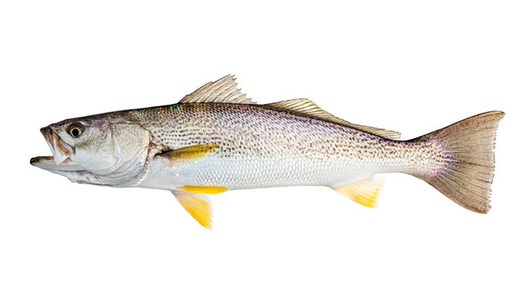 State fish of Delaware
