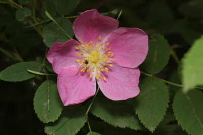 State flower of Alberta