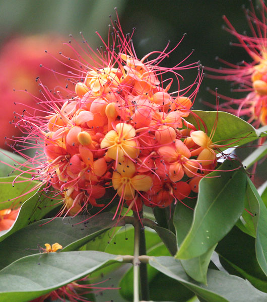 State flower of Odisha