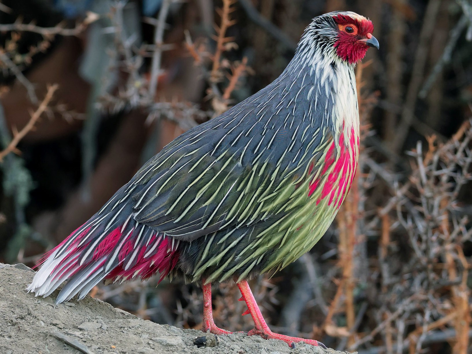 State Bird Of Sikkim Blood Pheasant Symbol Hunt