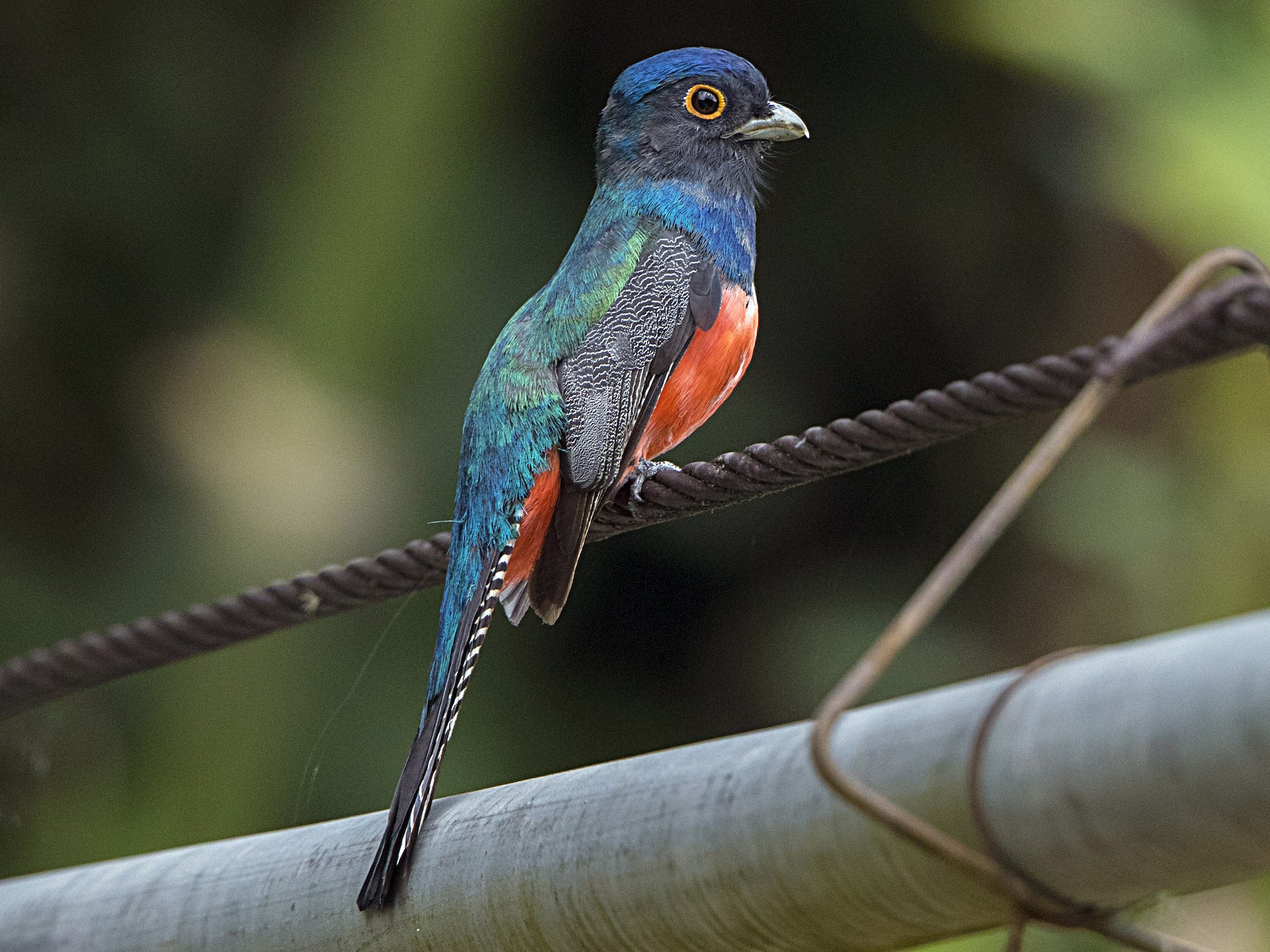 State bird of Piauí
