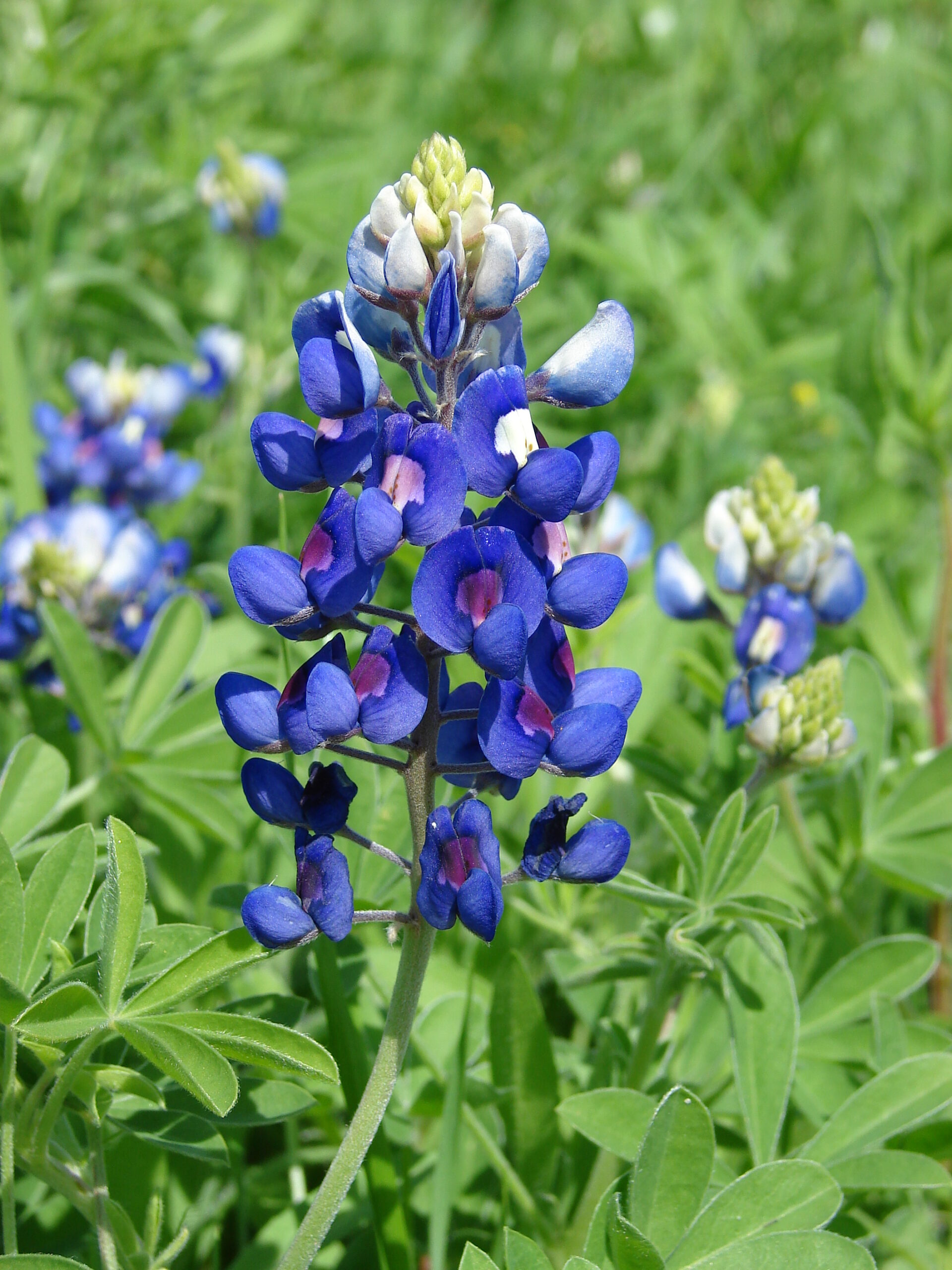 State flower of Texas