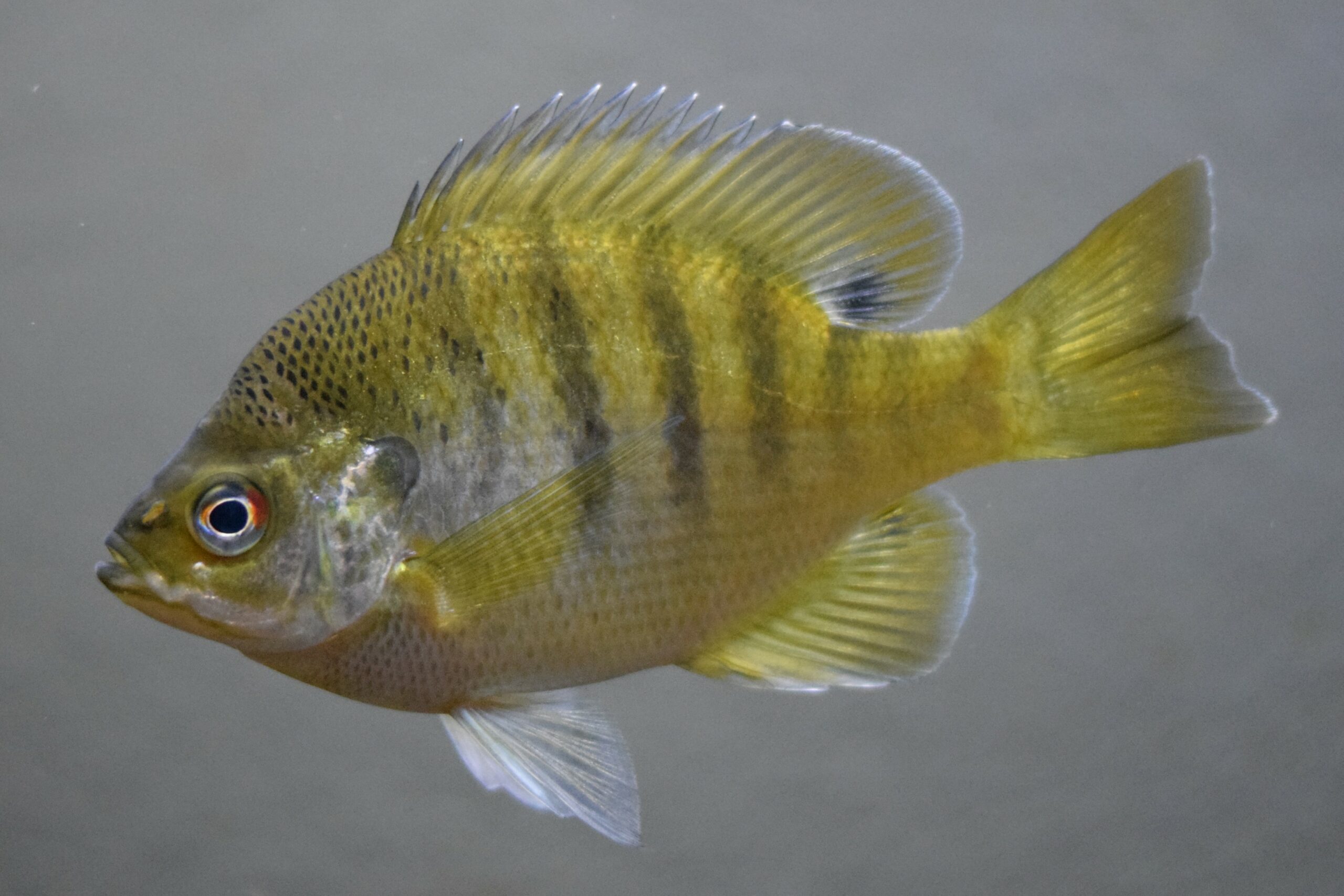 State fish of Illinois