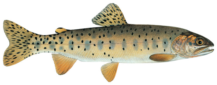 State fish of Utah