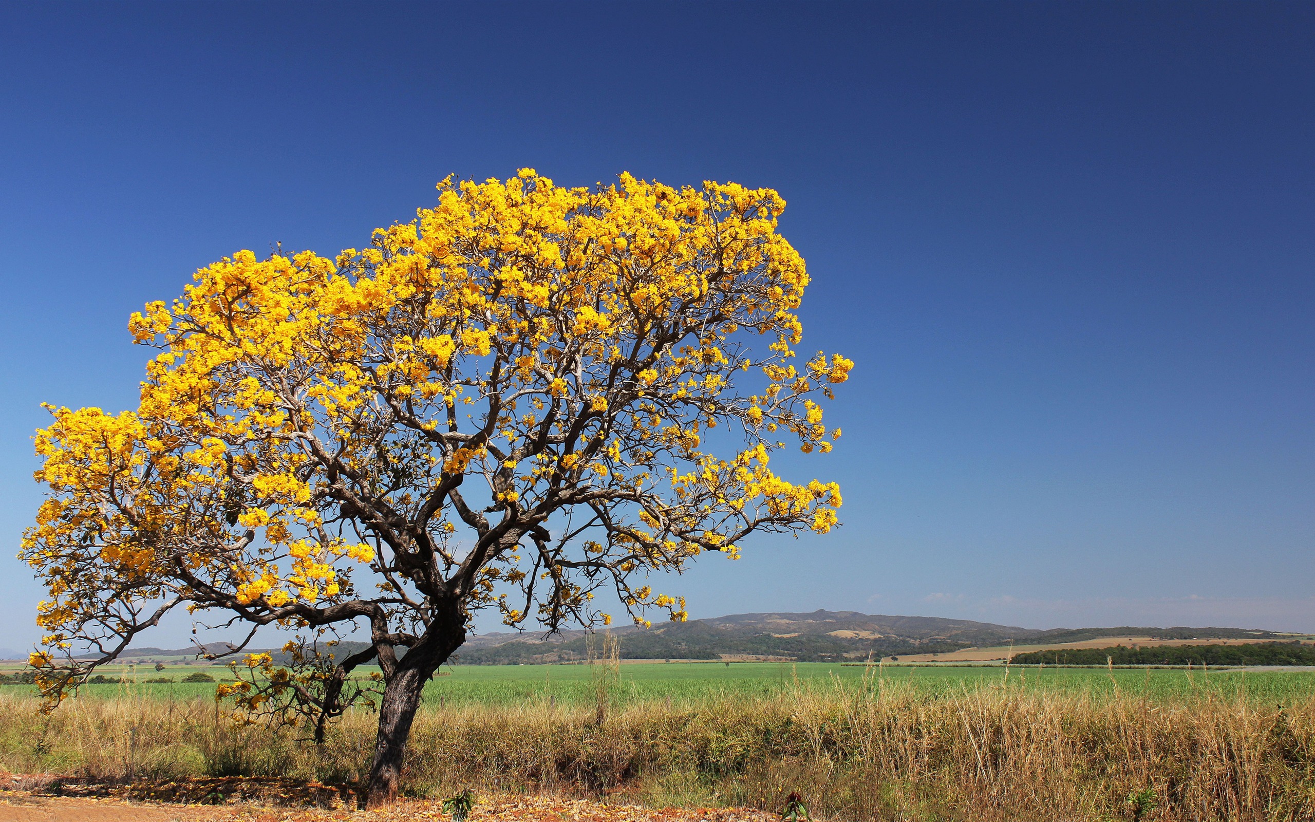 State tree of Santa Catarina (state)