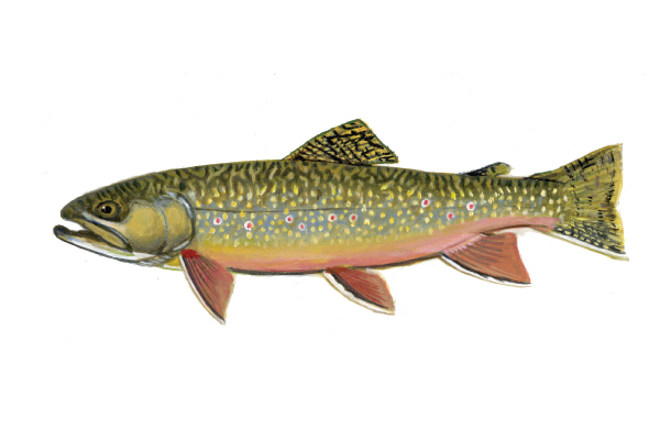 State fish of Michigan
