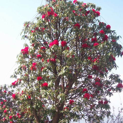 State tree of Uttarakhand