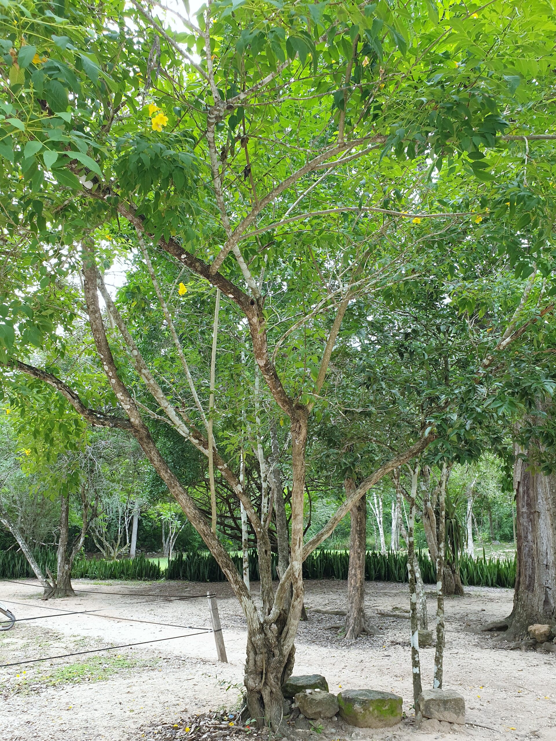 State tree of Piauí