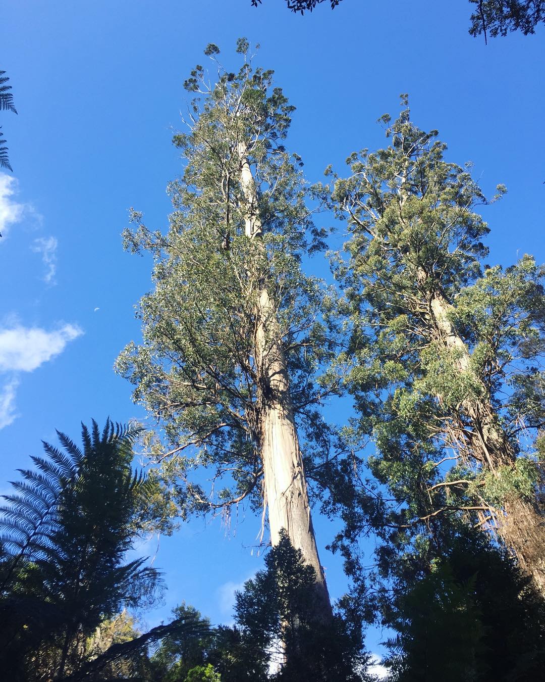 State tree of Tasmania