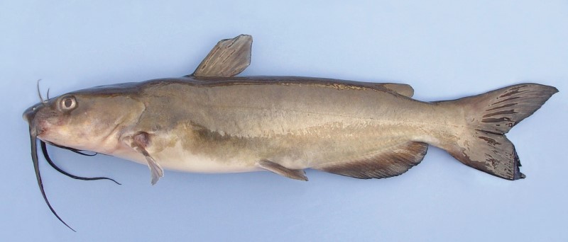 State fish of Missouri