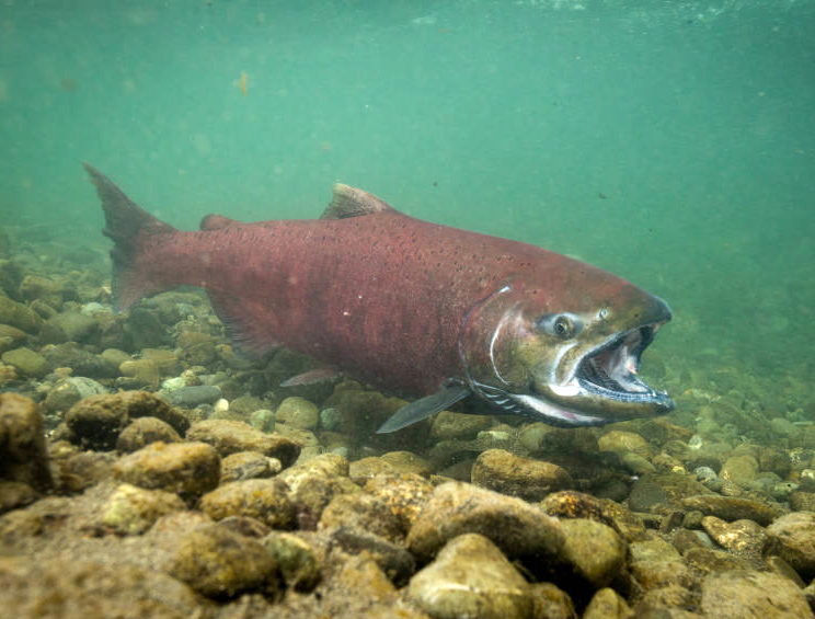 State fish of Oregon