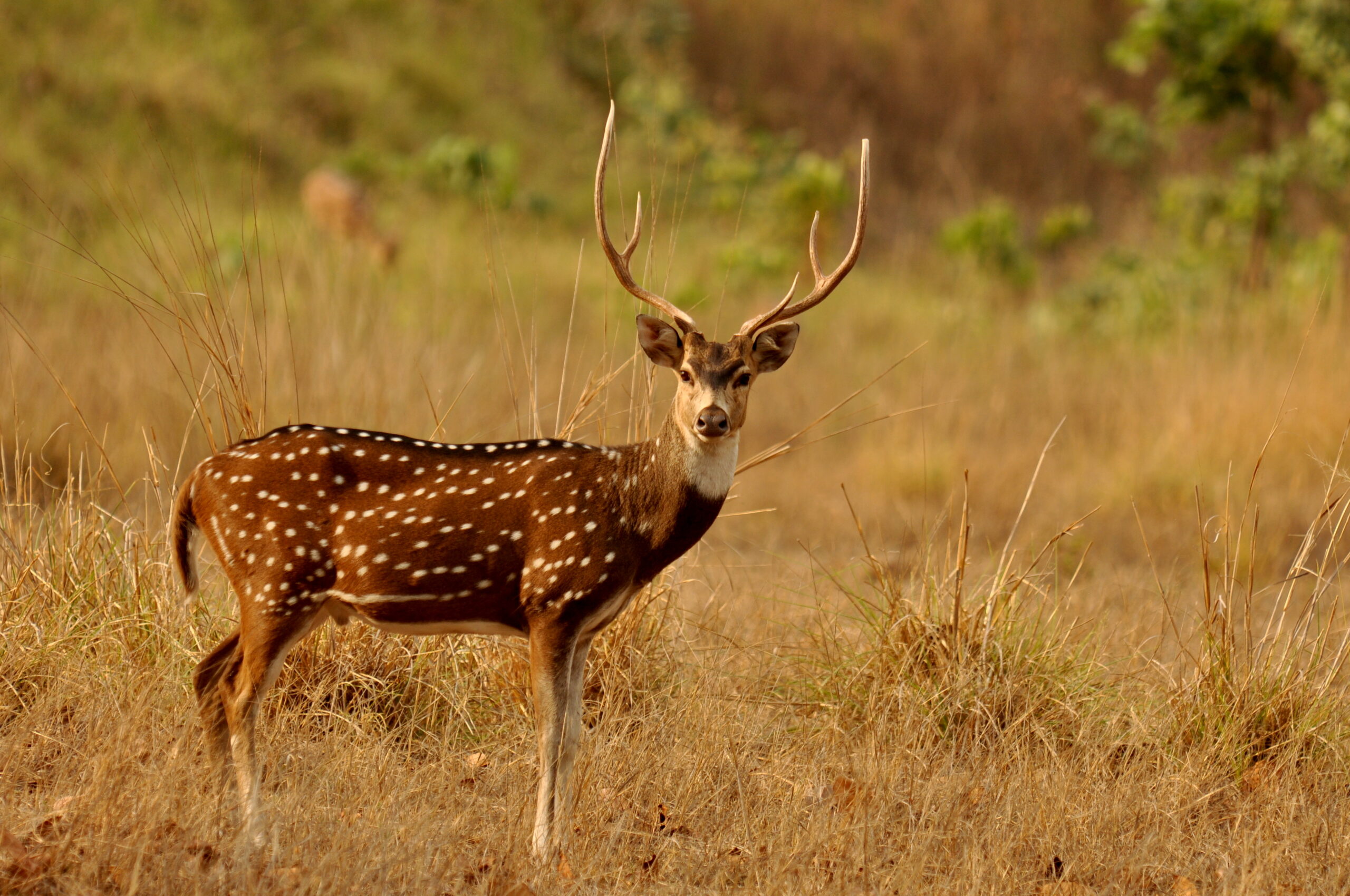 State Animal of Telangana | Chital | Symbol Hunt