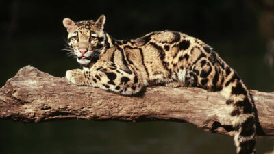 State Animal of Meghalaya | Clouded leopard | Symbol Hunt