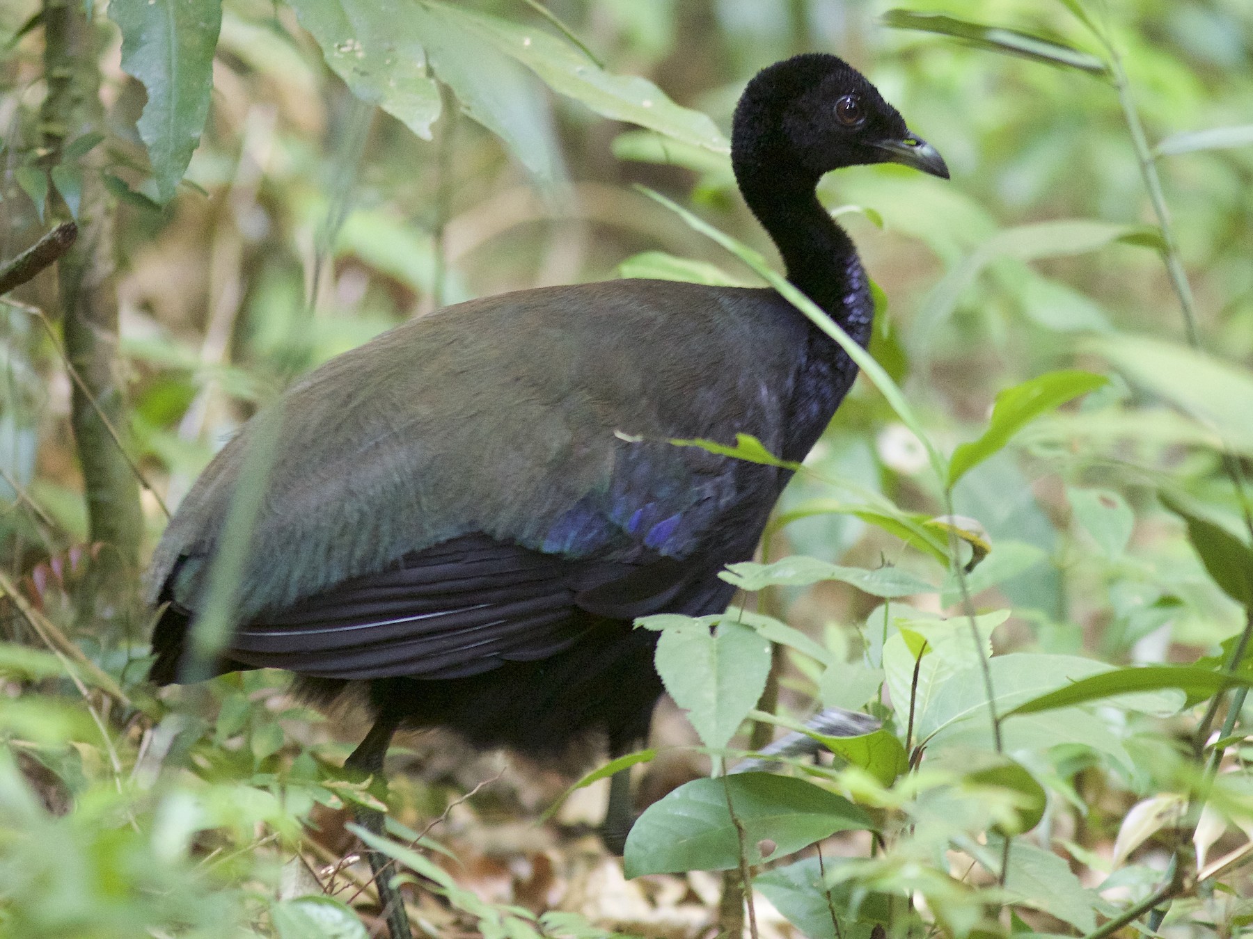 State bird of Rondônia