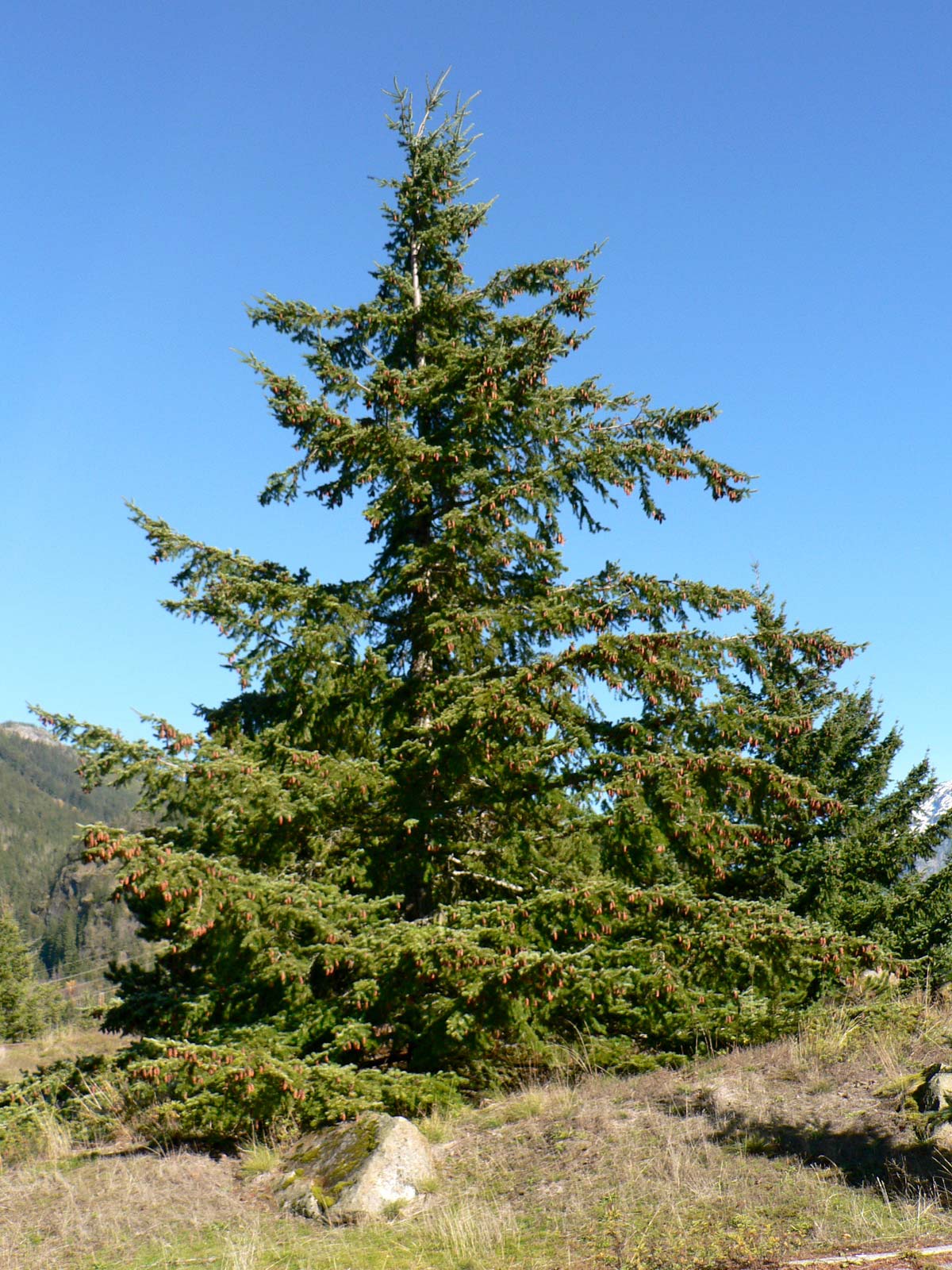 State tree of Oregon