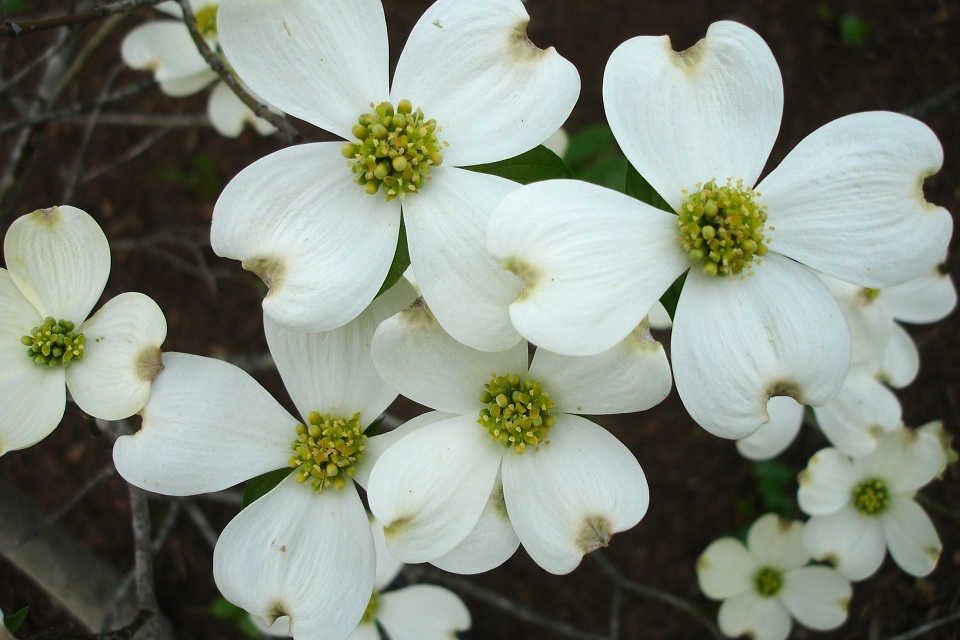 State flower of Virginia