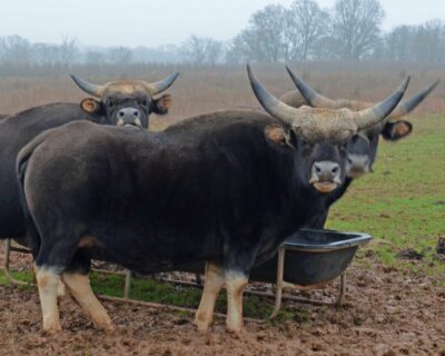 State Animal of Nagaland | Gayal | Symbol Hunt