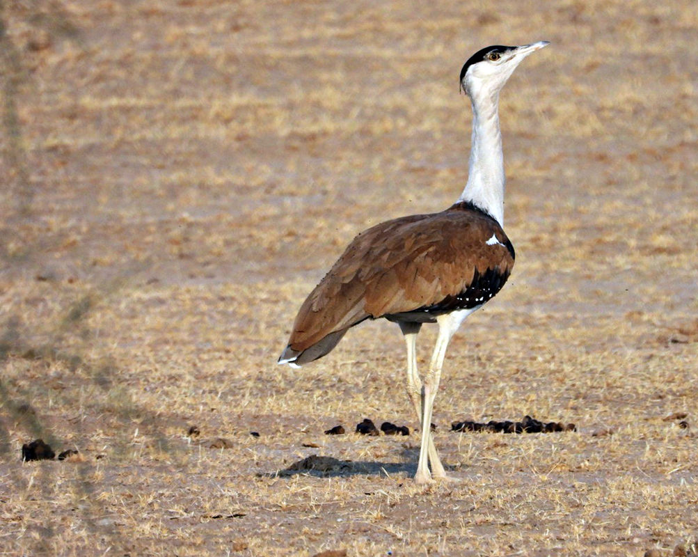 State bird of Rajasthan