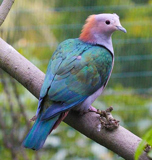 State Bird of Tripura | Green imperial pigeon | Symbol Hunt