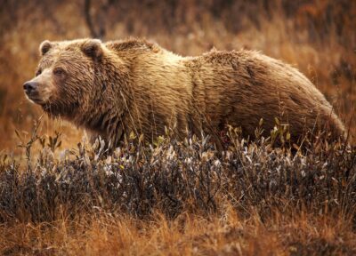 National Animal of Abkhazia - Bear