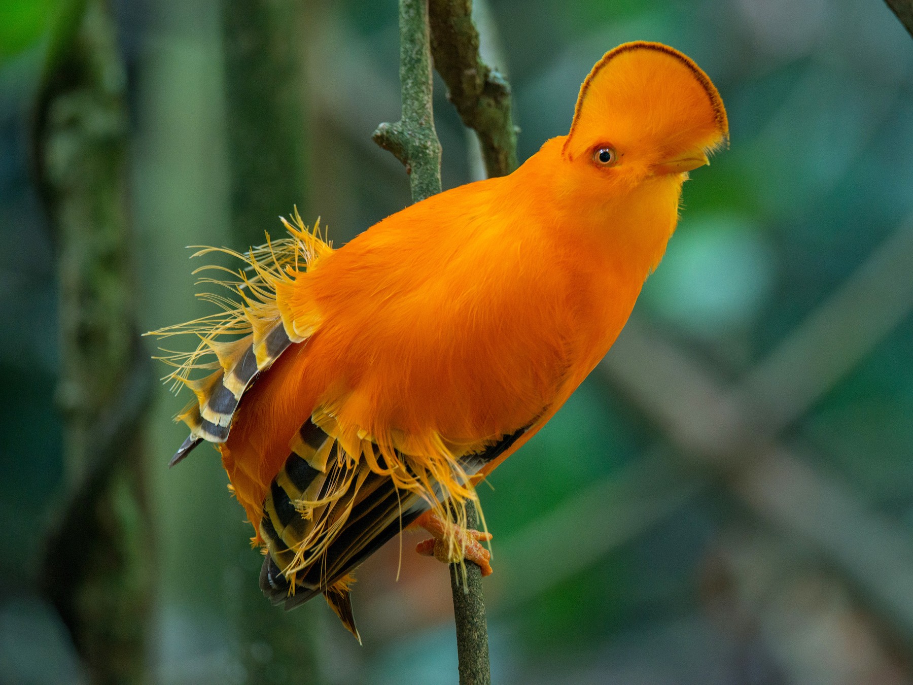 State bird of Roraima