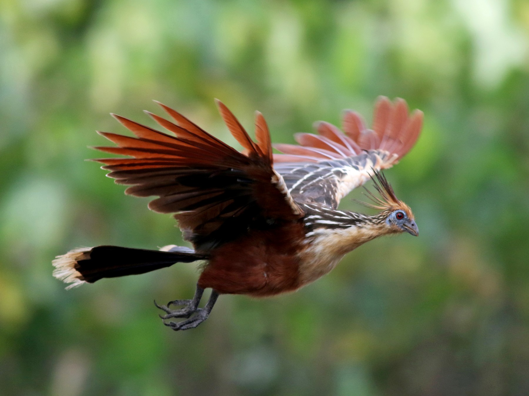 State bird of Tocantins