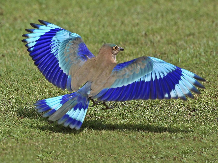 State bird of Odisha