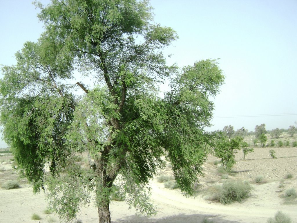 State tree of Telangana