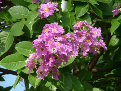 State flower of Maharashtra