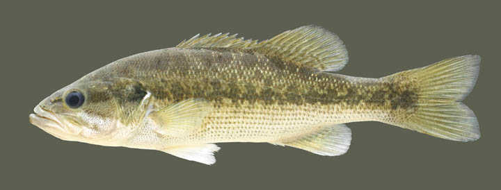 State fish of Kentucky