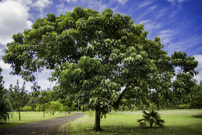 State tree of Hawaii