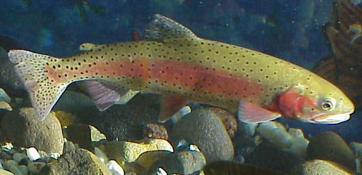 State fish of Nevada