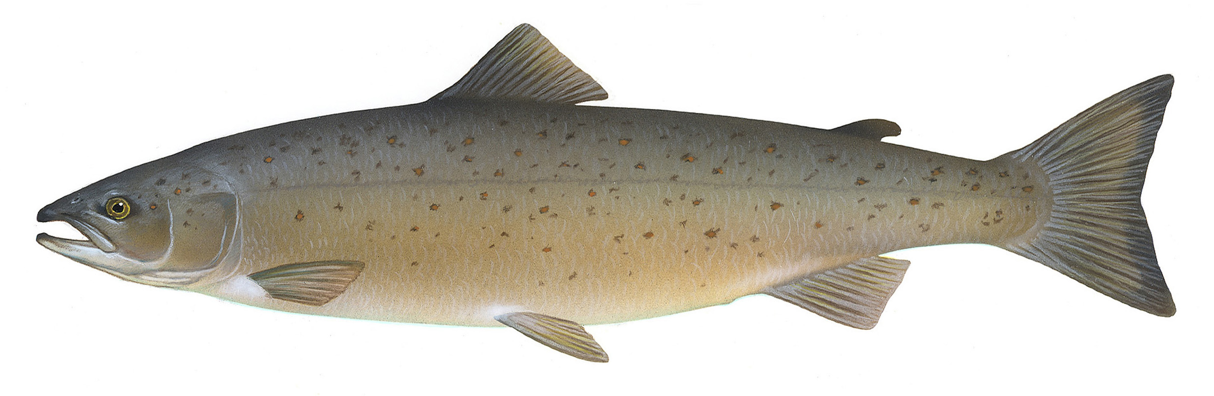 State fish of Maine