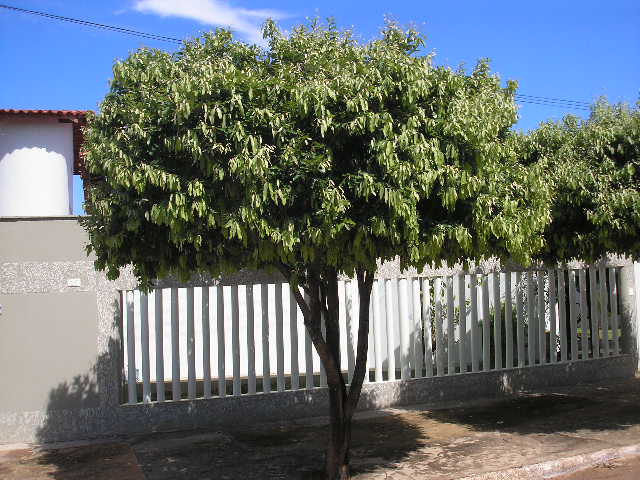 State tree of Roraima