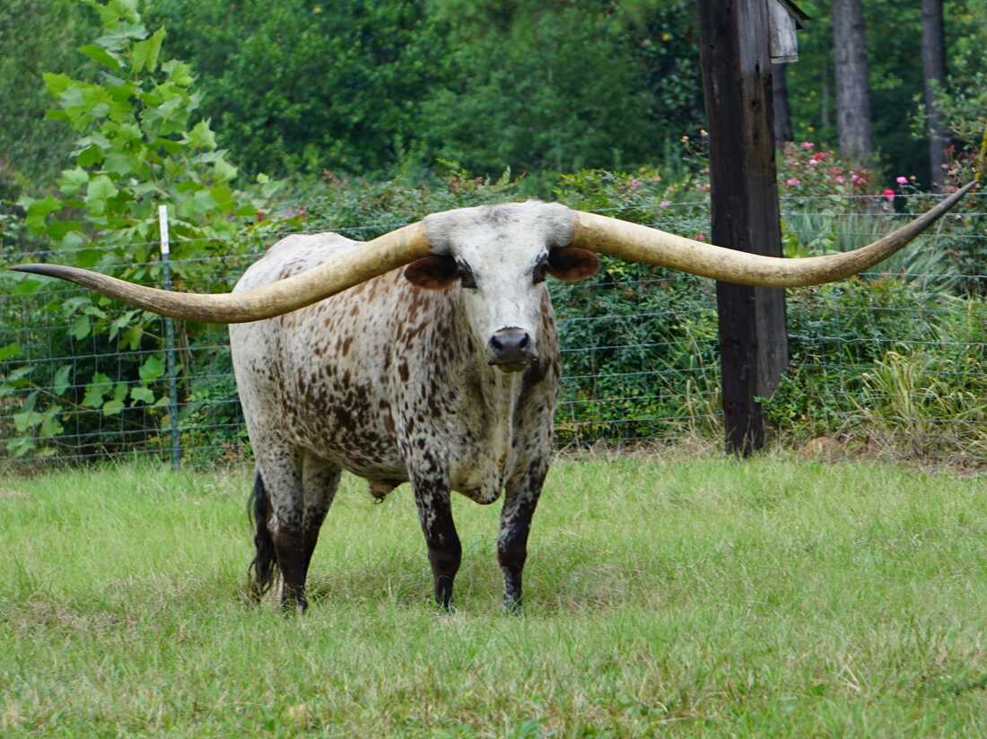 State animal of Texas