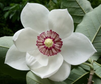State flower of Mississippi