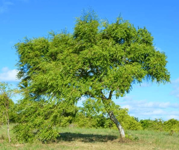 State tree of Sergipe