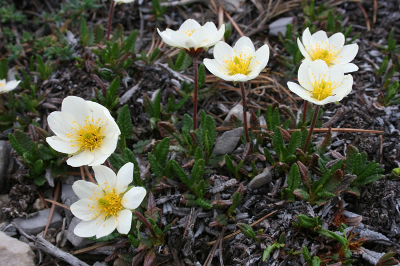 State flower of Northwest Territories