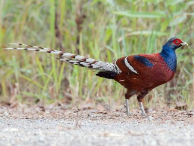 State bird of Mizoram