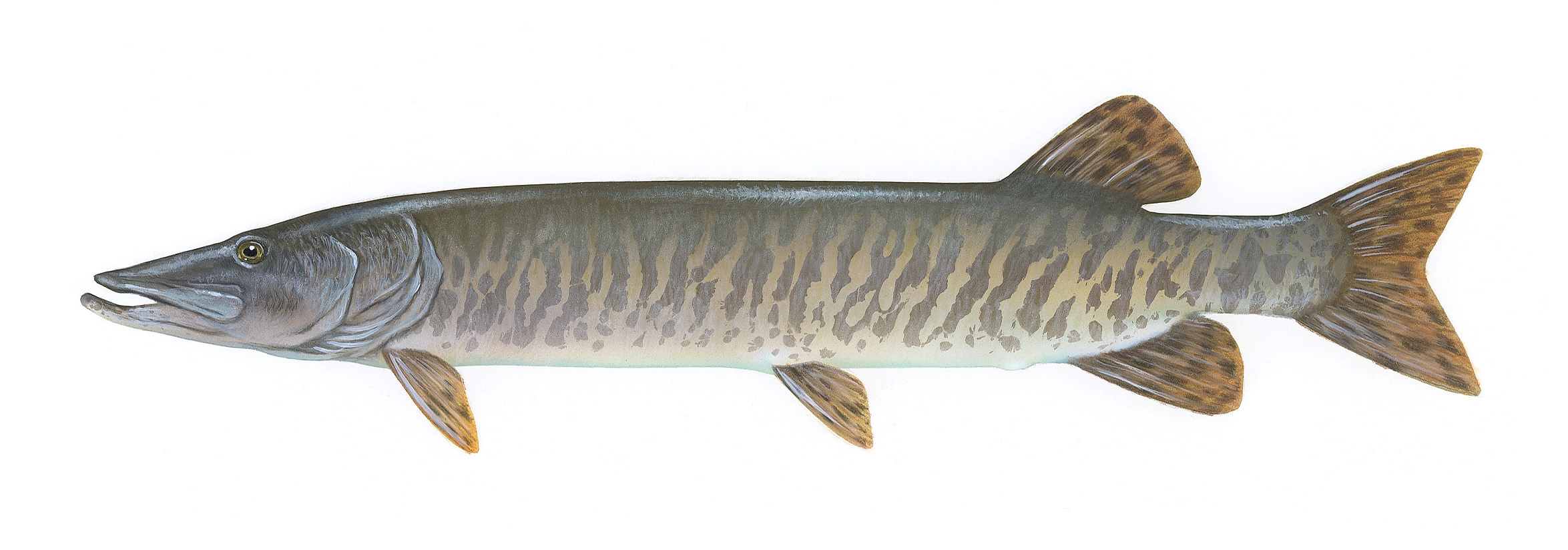 State fish of Wisconsin