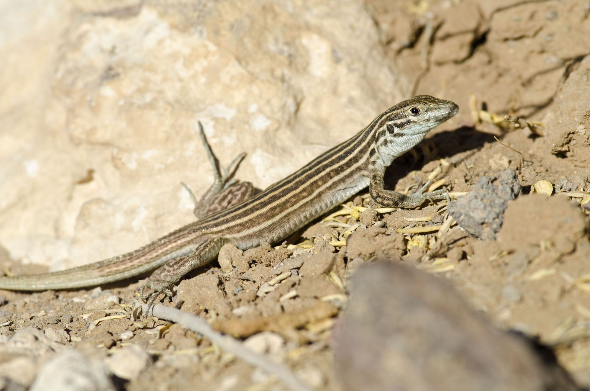 State reptile of New Mexico