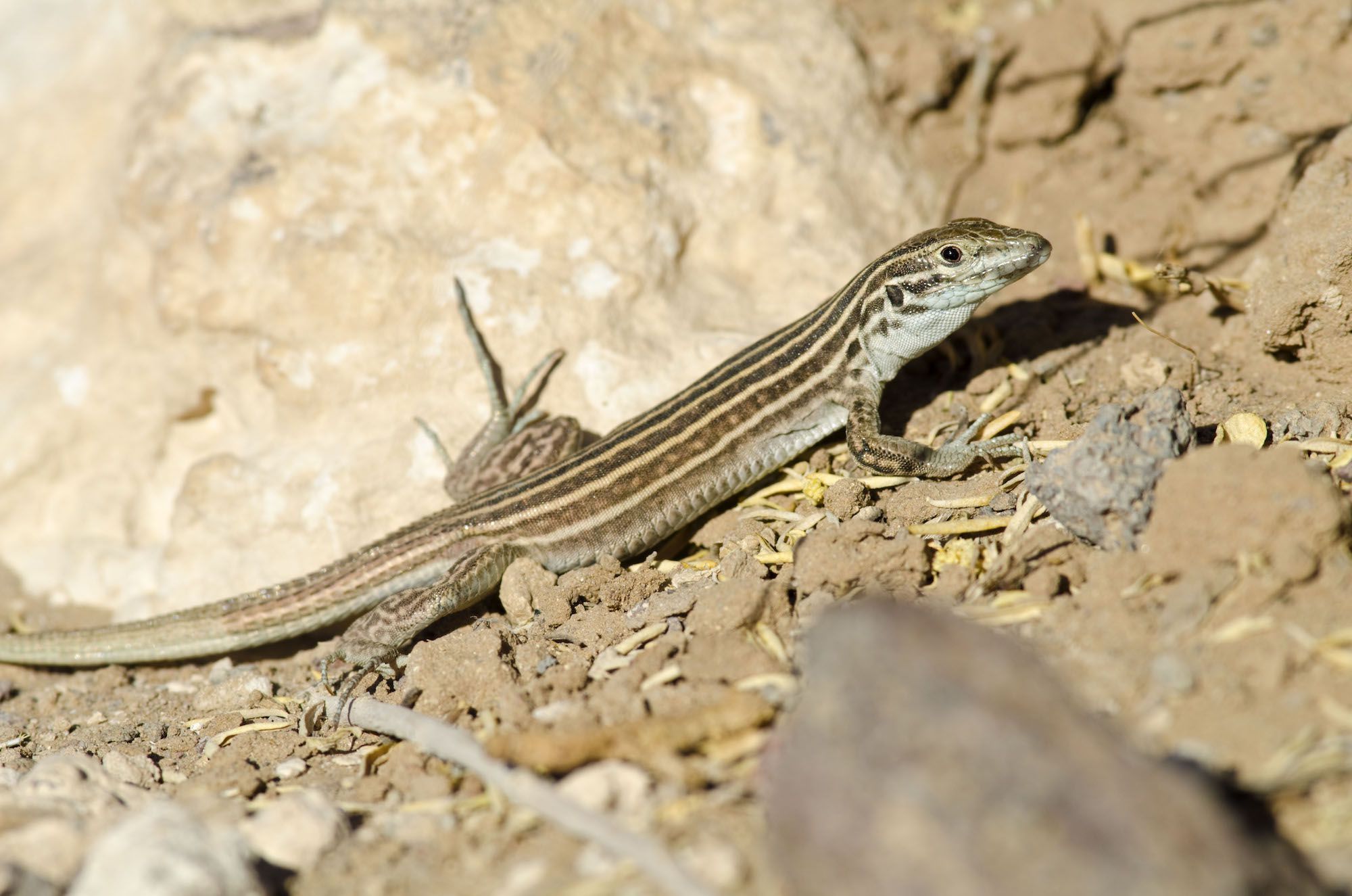 state-reptile-of-new-mexico-new-mexico-whiptail-lizard-symbol-hunt