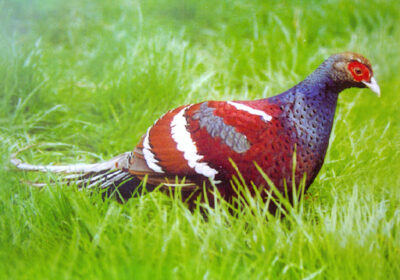 State bird of Manipur